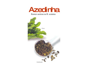 Azedinha Rumex acetosa ou R. scutatus 
