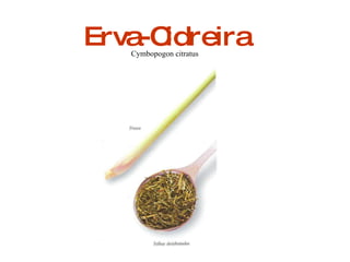 Erva-Cidreira Cymbopogon citratus 