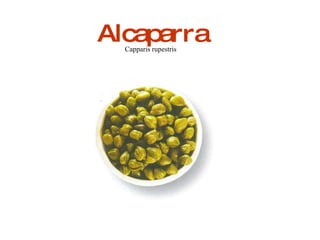 Alcaparra Capparis rupestris 