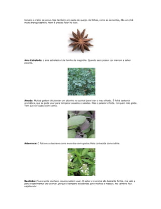 tomate e pratos de peixe. Use também em pasta de queijo. As folhas, como as sementes, dão um chá
muito tranqüilizantes. Nem é preciso falar no licor.




Anis Estrelado: o anis estrelado é da família da magnólia. Quando seco possui cor marrom e sabor
picante.




Arruda: Muitos gostam de plantar um pézinho no quintal para tirar o mau olhado. É folha bastante
aromática, que se pode usar para temperar assados e saladas. Mas o paladar é forte. Há quem não goste.
Tem que ser usada com calma.




Artemista: O folclore a descreve como erva-dos-cem-gostos.Mais conhecida como sálvia.




Basilicão: Pouca gente conhece, poucos sabem usar. O sabor e o aroma são bastante fortes, ma vale a
pena experimentar ate acertar, porque é tempero excelentes para molhos e massas. No carneiro fica
espetacular.
 