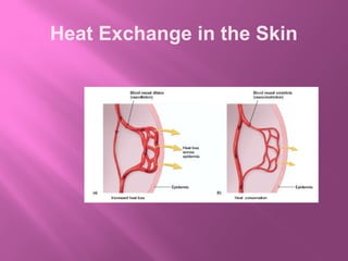 Heat Exchange in the Skin
 