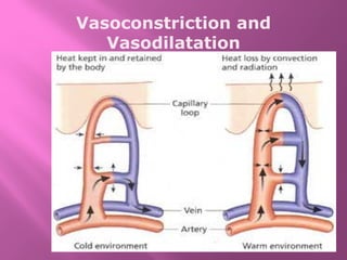 Vasoconstriction and
Vasodilatation
 
