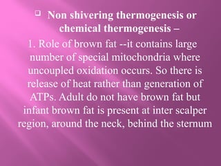  Non shivering thermogenesis or
chemical thermogenesis –
1. Role of brown fat --it contains large
number of special mitochondria where
uncoupled oxidation occurs. So there is
release of heat rather than generation of
ATPs. Adult do not have brown fat but
infant brown fat is present at inter scalper
region, around the neck, behind the sternum
 