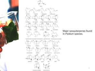 3
Major sesquiterpenes found
in Psidium species.
 
