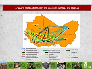 … WAAPP boosting technology and innovation exchange and adoption
Improved rice varieties
Improved maize varieties
Improved sweet potatoe var
Improved millet varieties
Multi nutritionnal blocs
Improved sorghum varieties
E-extension
Improved cassava varieties
Dried meat « Kilichi »
Improved yam varieties
Pics bags
Vaccins thermostables
Animal Races
Rice Seeder
Composite flour
Plantin Canne
Preboiled rice
 