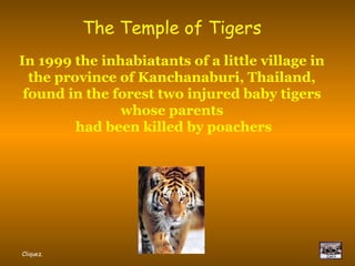 The Temple of Tigers
In 1999 the inhabiatants of a little village in
  the province of Kanchanaburi, Thailand,
 found in the forest two injured baby tigers
               whose parents
         had been killed by poachers




Cliquez.
 