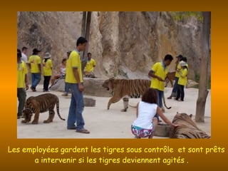   Les employées gardent les tigres sous contrôle  et sont prêts a intervenir si les tigres deviennent agités .   
