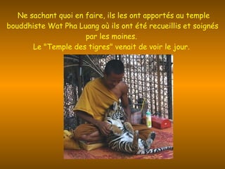 Ne sachant quoi en faire, ils les ont apportés au temple bouddhiste Wat Pha Luang où ils ont été recueillis et soignés par les moines.  Le "Temple des tigres" venait de voir le jour.  
