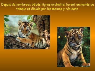 Depuis de nombreux bébés tigres orphelins furent emmenés au temple et élevés par les moines y résidant  