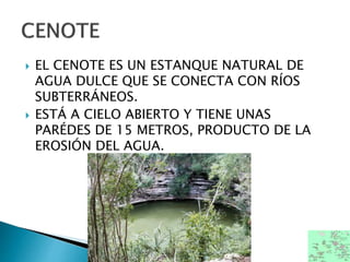  EL CENOTE ES UN ESTANQUE NATURAL DE
AGUA DULCE QUE SE CONECTA CON RÍOS
SUBTERRÁNEOS.
 ESTÁ A CIELO ABIERTO Y TIENE UNAS
PARÉDES DE 15 METROS, PRODUCTO DE LA
EROSIÓN DEL AGUA.
 