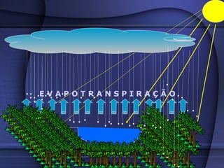E V A P O T R A N S P I R A Ç Ã O 
