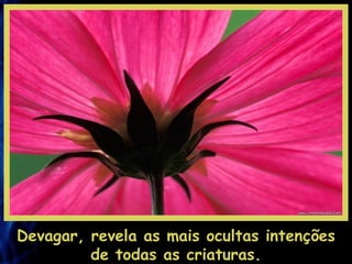 Devagar, revela as mais ocultas intenções de todas as criaturas. 