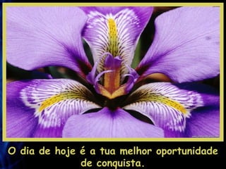 O dia de hoje é a tua melhor oportunidade de conquista. 