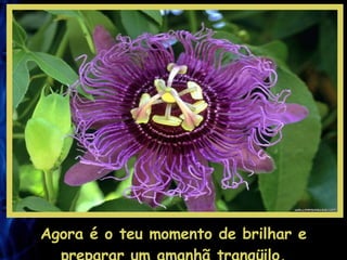 Agora é o teu momento de brilhar e preparar um amanhã tranqüilo.