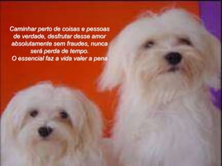 Caminhar perto de coisas e pessoas
 de verdade, desfrutar desse amor
absolutamente sem fraudes, nunca
       será perda de tempo.
O essencial faz a vida valer a pena
 