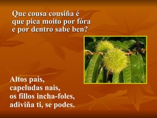 Que cousa cousiña é que pica moito por fóra e por dentro sabe ben? Altos pais, capeludas nais, os fillos incha-foles, adiviña ti, se podes.  