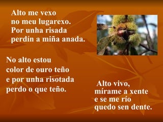 Alto me vexo no meu lugarexo. Por unha risada perdín a miña anada.  Alto vivo, mírame a xente e se me río quedo sen dente. No alto estou color de ouro teño e por unha risotada perdo o que teño. 