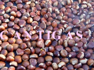 CANTIGAS 