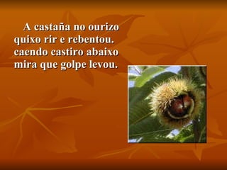 A castaña no ourizo quixo rir e rebentou. caendo castiro abaixo mira que golpe levou.  