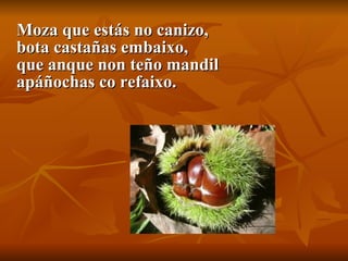 Moza que estás no canizo, bota castañas embaixo, que anque non teño mandil apáñochas co refaixo. 