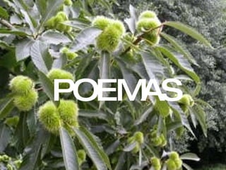 POEMAS POEMAS 