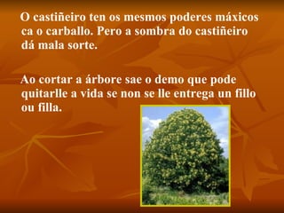 O castiñeiro ten os mesmos poderes máxicos ca o carballo. Pero a sombra do castiñeiro dá mala sorte. Ao cortar a árbore sae o demo que pode quitarlle a vida se non se lle entrega un fillo ou filla.   