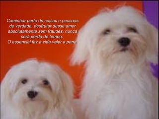 Caminhar perto de coisas e pessoas de verdade, desfrutar desse amor absolutamente sem fraudes, nunca será perda de tempo.   O essencial faz a vida valer a pena   