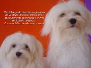 Caminhar perto de coisas e pessoas de verdade, desfrutar desse amor absolutamente sem fraudes, nunca será perda de tempo.   O essencial faz a vida valer a pena   