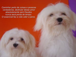 Caminhar perto de coisas e pessoas verdadeiras, desfrutar desse amor absolutamente sem fraudes, nunca será perda de tempo.   O essencial faz a vida valer a pena.   
