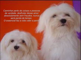 Caminhar perto de coisas e pessoas de verdade, desfrutar desse amor absolutamente sem fraudes, nunca será perda de tempo.   O essencial faz a vida valer a pena   