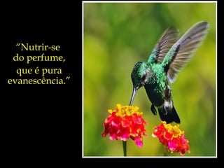 “ Nutrir-se  do perfume, que é pura evanescência.” 