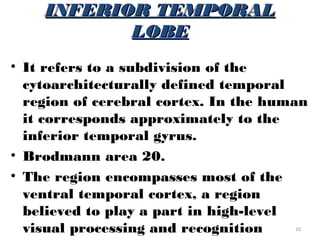 INFERIOR TEMPORAL
           LOBE
• It refers to a subdivision of the
  cytoarchitecturally defined temporal
  region of cerebral cortex. In the human
  it corresponds approximately to the
  inferior temporal gyrus.
• Brodmann area 20.
• The region encompasses most of the
  ventral temporal cortex, a region
  believed to play a part in high-level
  visual processing and recognition    10
 