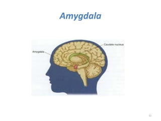 Amygdala




           12
 