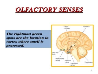 OLFACTORY SENSES


The rightmost green
spots are the location in
cortex where smell is
processed.




                            25
 