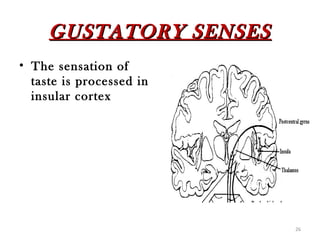 GUSTATORY SENSES
• The sensation of
  taste is processed in
  insular cortex




                          26
 