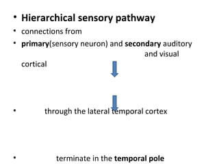 • Hierarchical sensory pathway
• connections from
• primary(sensory neuron) and secondary auditory
                                   and visual
  cortical




•       through the lateral temporal cortex




•          terminate in the temporal pole
 