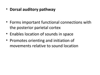 • Dorsal auditory pathway

• Forms important functional connections with
  the posterior parietal cortex
• Enables location of sounds in space
• Promotes orienting and initiation of
  movements relative to sound location
 