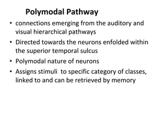 Polymodal Pathway
• connections emerging from the auditory and
  visual hierarchical pathways
• Directed towards the neurons enfolded within
  the superior temporal sulcus
• Polymodal nature of neurons
• Assigns stimuli to specific category of classes,
  linked to and can be retrieved by memory
 