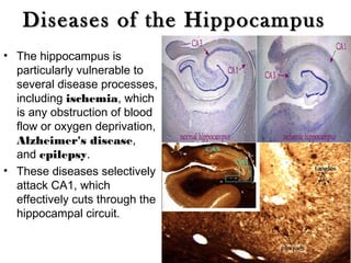 Diseases of the Hippocampus
• The hippocampus is
  particularly vulnerable to
  several disease processes,
  including ischemia, which
  is any obstruction of blood
  flow or oxygen deprivation,
  Alzheimer's disease,
  and epilepsy.
• These diseases selectively
  attack CA1, which
  effectively cuts through the
  hippocampal circuit.


                                 46
 
