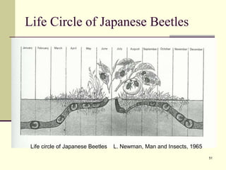 51
Life Circle of Japanese Beetles
Life circle of Japanese Beetles L. Newman, Man and Insects, 1965
 