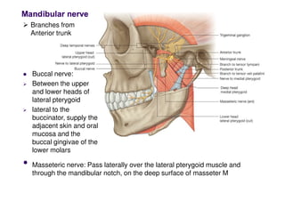Buccal nerve:
 Between the upper
and lower heads of
lateral pterygoid
 Branches from
Anterior trunk
• Masseteric nerve: Pass laterally over the lateral pterygoid muscle and
through the mandibular notch, on the deep surface of masseter M
lateral pterygoid
 lateral to the
buccinator, supply the
adjacent skin and oral
mucosa and the
buccal gingivae of the
lower molars
 