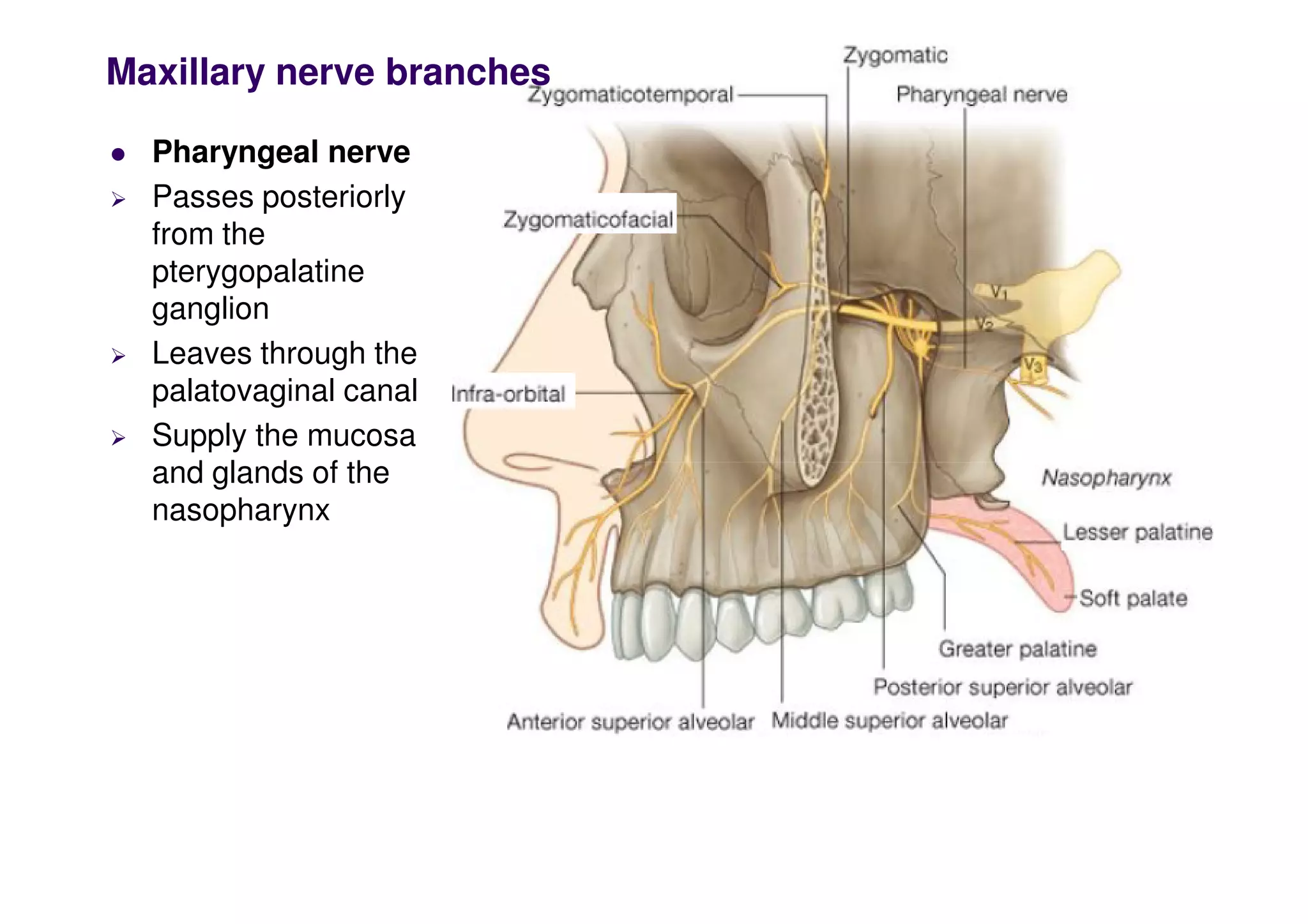 Maxillary nerve branches
 Pharyngeal nerve
 Passes posteriorly
from the
pterygopalatine
ganglion
 Leaves through the
palatovaginal canal
 Supply the mucosa
and glands of the
and glands of the
nasopharynx
 