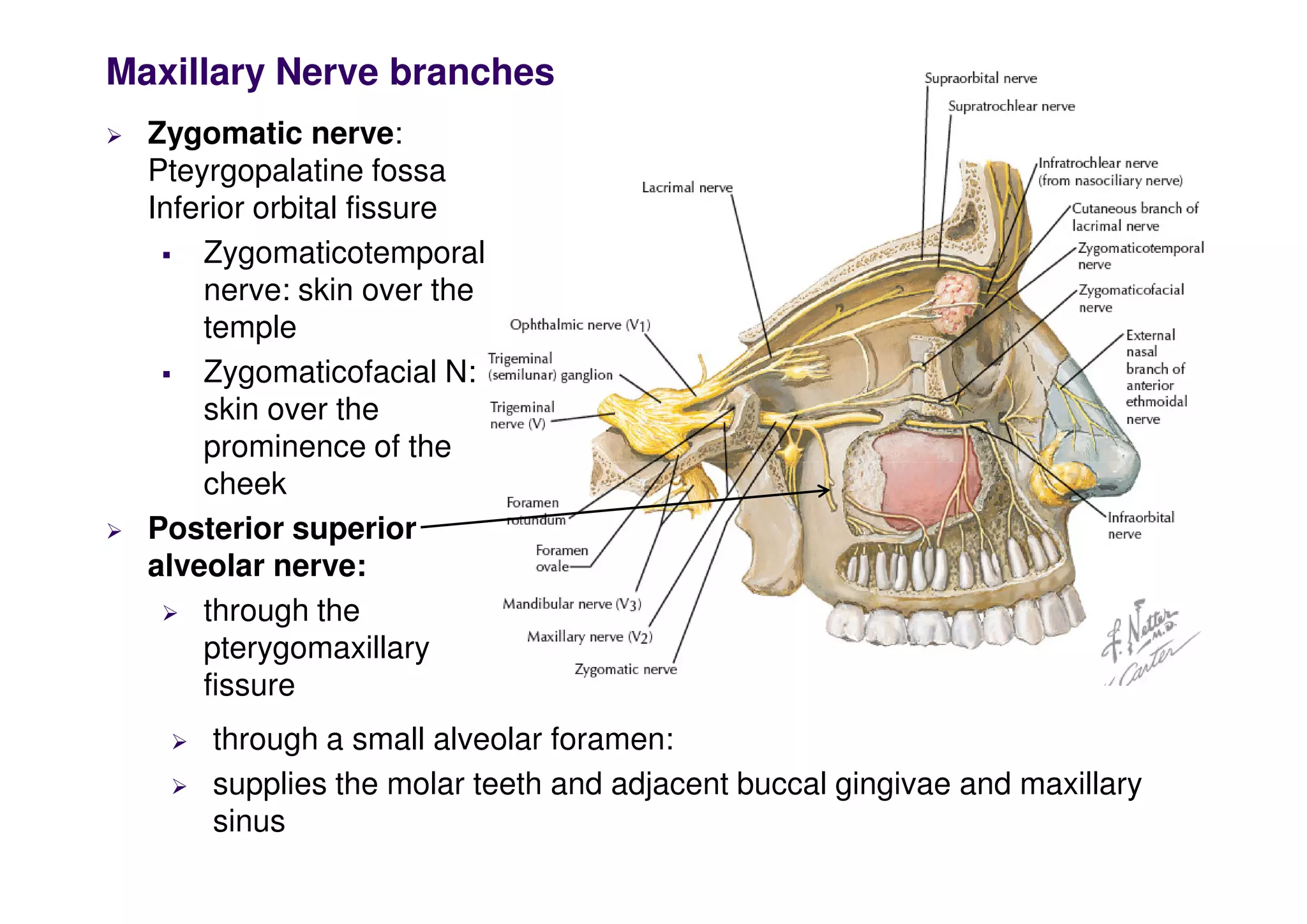 Maxillary Nerve branches
 Zygomatic nerve:
Pteyrgopalatine fossa
Inferior orbital fissure
 Zygomaticotemporal
nerve: skin over the
temple
 Zygomaticofacial N:
skin over the
prominence of the
prominence of the
cheek
 Posterior superior
alveolar nerve:
 through the
pterygomaxillary
fissure
 through a small alveolar foramen:
 supplies the molar teeth and adjacent buccal gingivae and maxillary
sinus
 