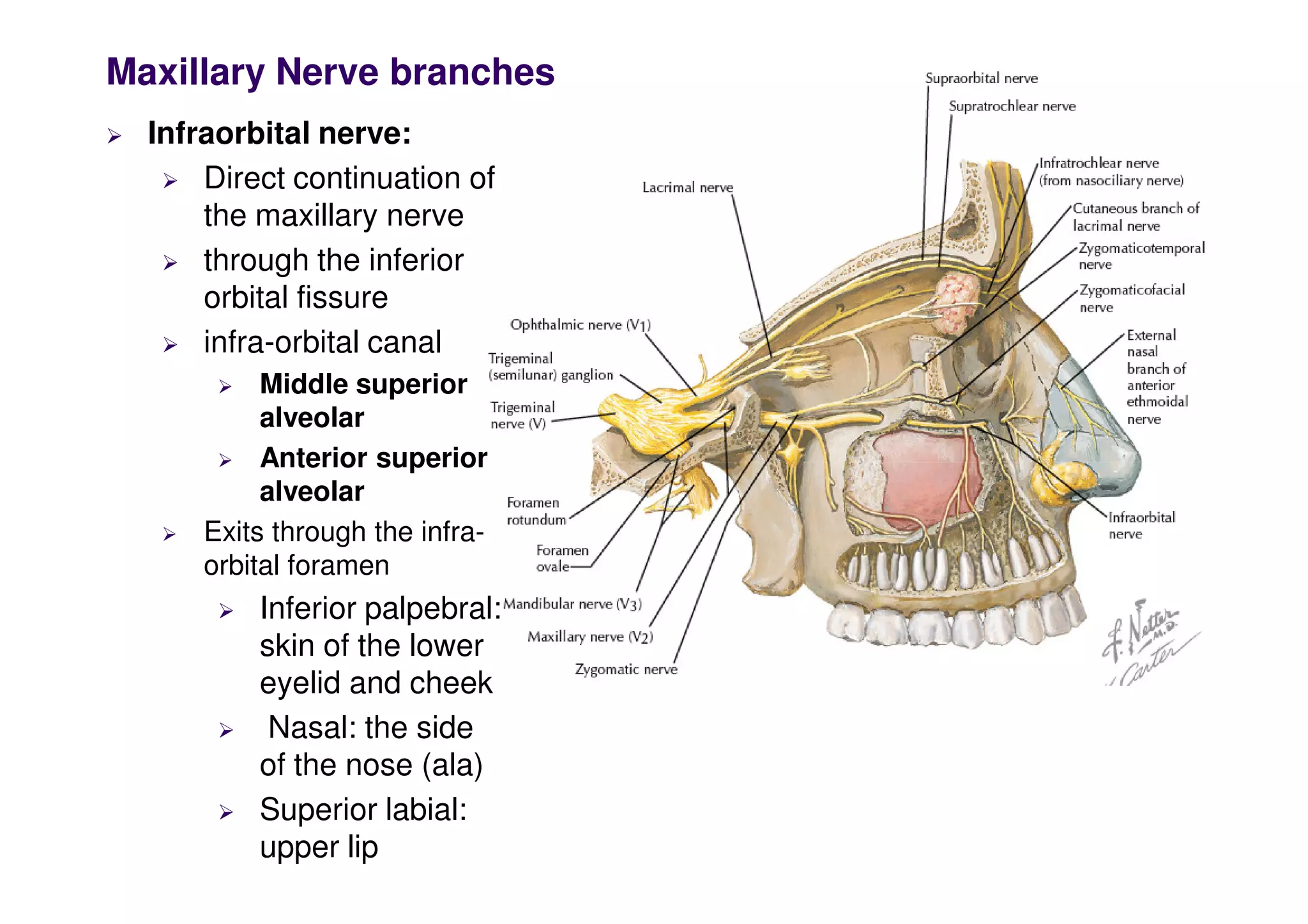 Maxillary Nerve branches
 Infraorbital nerve:
 Direct continuation of
the maxillary nerve
 through the inferior
orbital fissure
 infra-orbital canal
 Middle superior
alveolar
 Anterior superior
 Anterior superior
alveolar
 Exits through the infra-
orbital foramen
 Inferior palpebral:
skin of the lower
eyelid and cheek
 Nasal: the side
of the nose (ala)
 Superior labial:
upper lip
 
