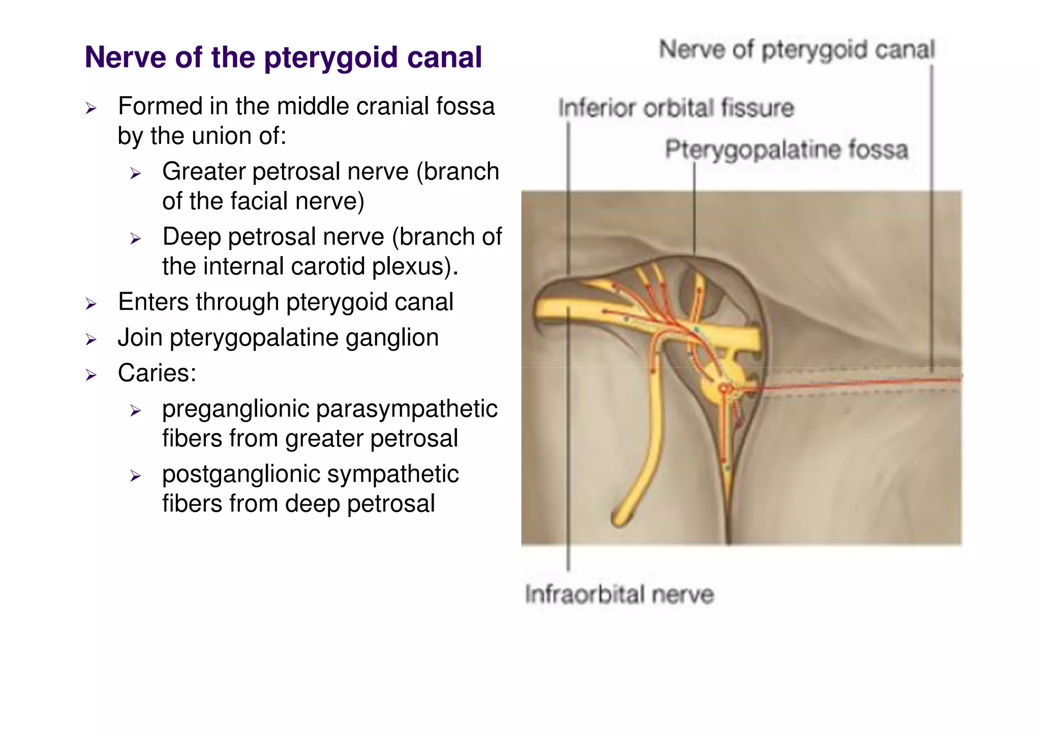 Nerve of the pterygoid canal
 Formed in the middle cranial fossa
by the union of:
 Greater petrosal nerve (branch
of the facial nerve)
 Deep petrosal nerve (branch of
the internal carotid plexus).
 Enters through pterygoid canal
 Join pterygopalatine ganglion
 Caries:
 Caries:
 preganglionic parasympathetic
fibers from greater petrosal
 postganglionic sympathetic
fibers from deep petrosal
 