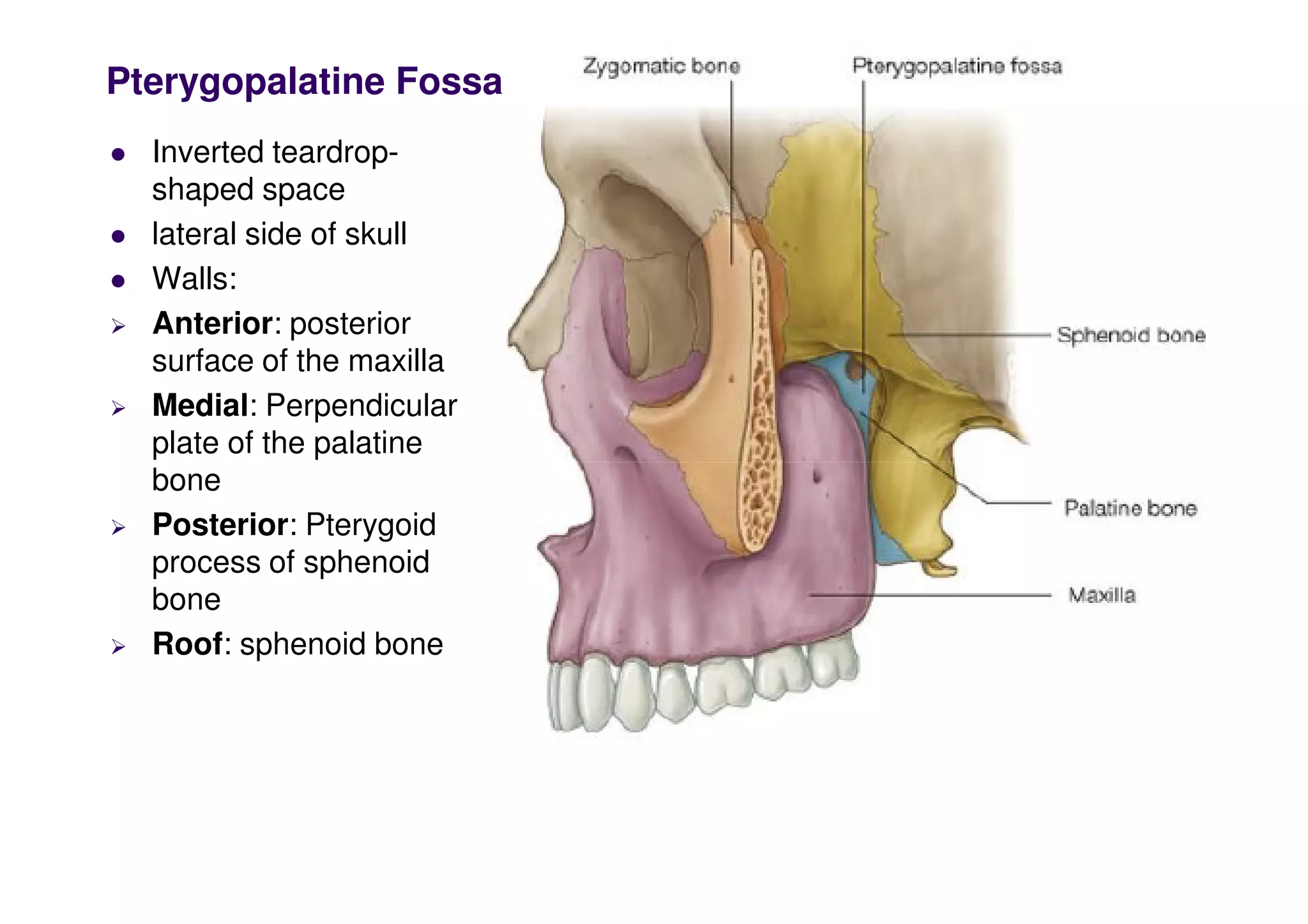 Pterygopalatine Fossa
 Inverted teardrop-
shaped space
 lateral side of skull
 Walls:
 Anterior: posterior
surface of the maxilla
 Medial: Perpendicular
plate of the palatine
bone
 Posterior: Pterygoid
process of sphenoid
bone
 Roof: sphenoid bone
 