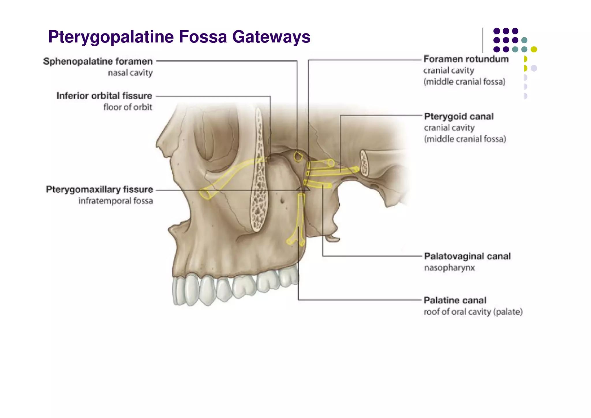 Pterygopalatine Fossa Gateways
 