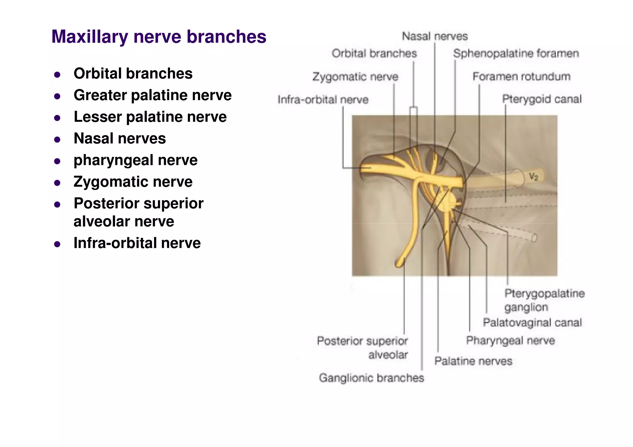 Maxillary nerve branches
 Orbital branches
 Greater palatine nerve
 Lesser palatine nerve
 Nasal nerves
 pharyngeal nerve
 Zygomatic nerve
 Posterior superior
alveolar nerve
alveolar nerve
 Infra-orbital nerve
 