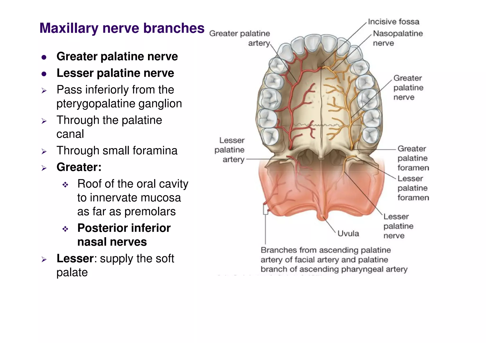 Maxillary nerve branches
 Greater palatine nerve
 Lesser palatine nerve
 Pass inferiorly from the
pterygopalatine ganglion
 Through the palatine
canal
 Through small foramina
 Greater:
 Greater:
 Roof of the oral cavity
to innervate mucosa
as far as premolars
 Posterior inferior
nasal nerves
 Lesser: supply the soft
palate
 