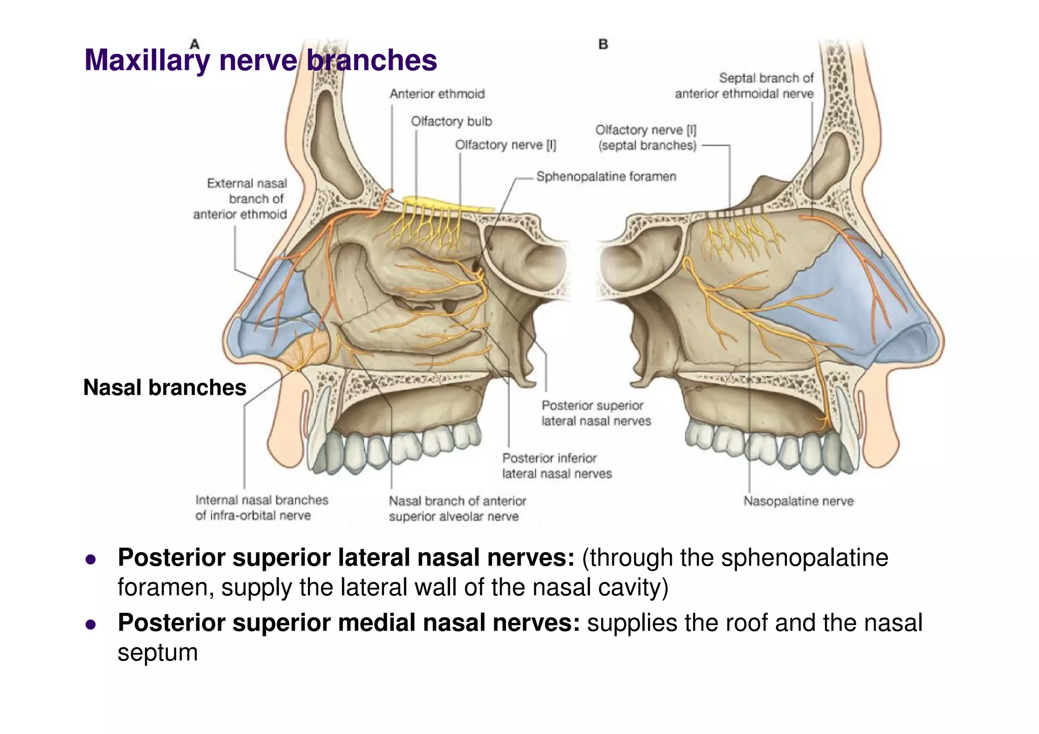 Maxillary nerve branches
 Posterior superior lateral nasal nerves: (through the sphenopalatine
foramen, supply the lateral wall of the nasal cavity)
 Posterior superior medial nasal nerves: supplies the roof and the nasal
septum
Nasal branches
 
